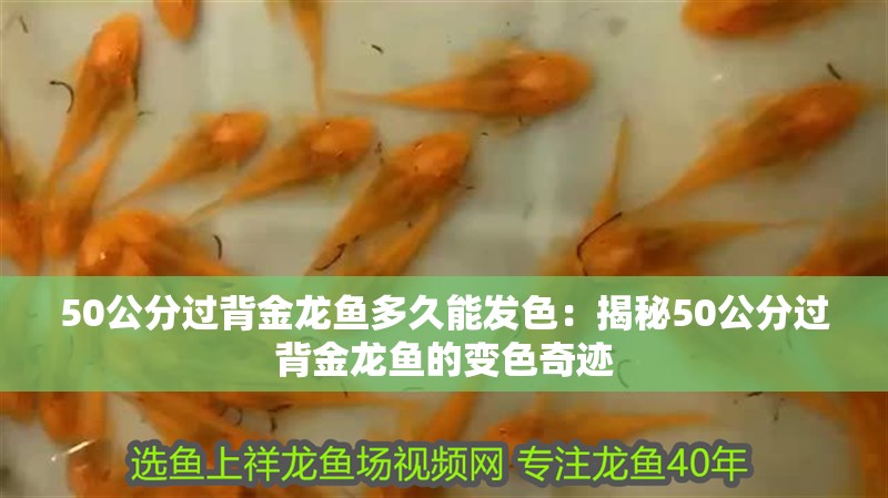 50公分過(guò)背金龍魚(yú)多久能發(fā)色：揭秘50公分過(guò)背金龍魚(yú)的變色奇跡
