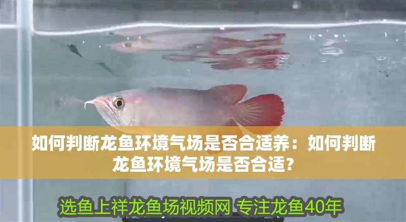 如何判斷龍魚環境氣場是否合適養：如何判斷龍魚環境氣場是否合適？