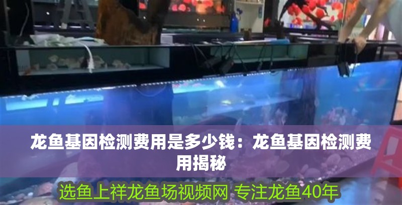 龍魚基因檢測費用是多少錢：龍魚基因檢測費用揭秘