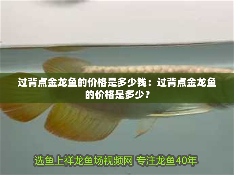 過背點金龍魚的價格是多少錢：過背點金龍魚的價格是多少？