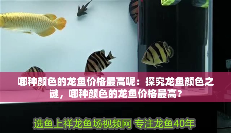 哪種顏色的龍魚價格最高呢：探究龍魚顏色之謎，哪種顏色的龍魚價格最高？