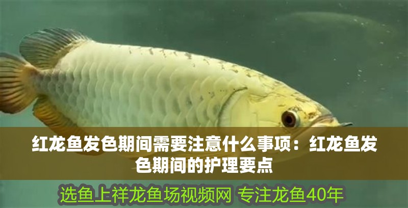 紅龍魚(yú)發(fā)色期間需要注意什么事項(xiàng)：紅龍魚(yú)發(fā)色期間的護(hù)理要點(diǎn)