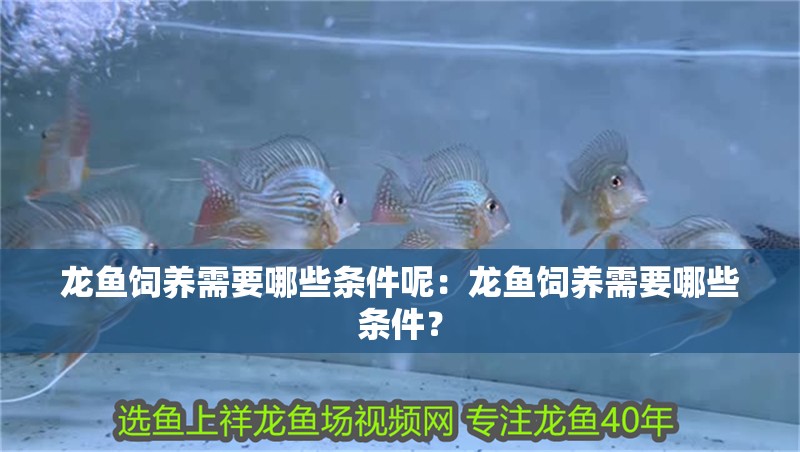 龍魚飼養(yǎng)需要哪些條件呢：龍魚飼養(yǎng)需要哪些條件？