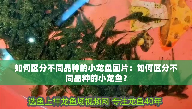 如何區分不同品種的小龍魚圖片：如何區分不同品種的小龍魚？
