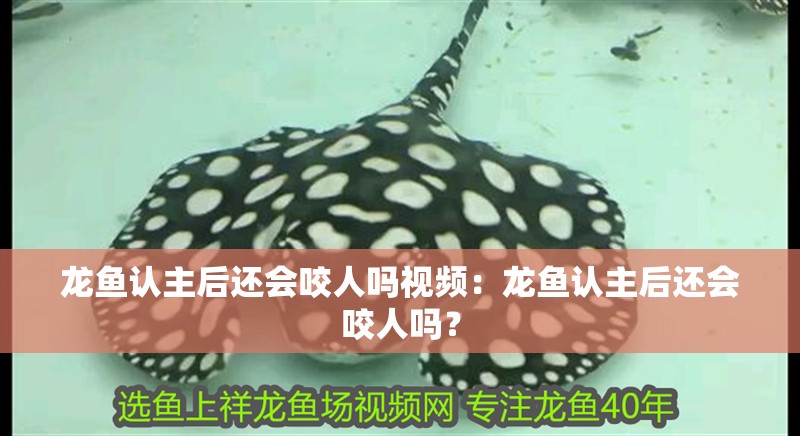 龍魚認主后還會咬人嗎視頻：龍魚認主后還會咬人嗎？