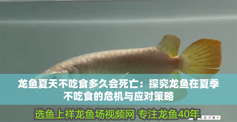 龍魚夏天不吃食多久會死亡：探究龍魚在夏季不吃食的危機與應對策略