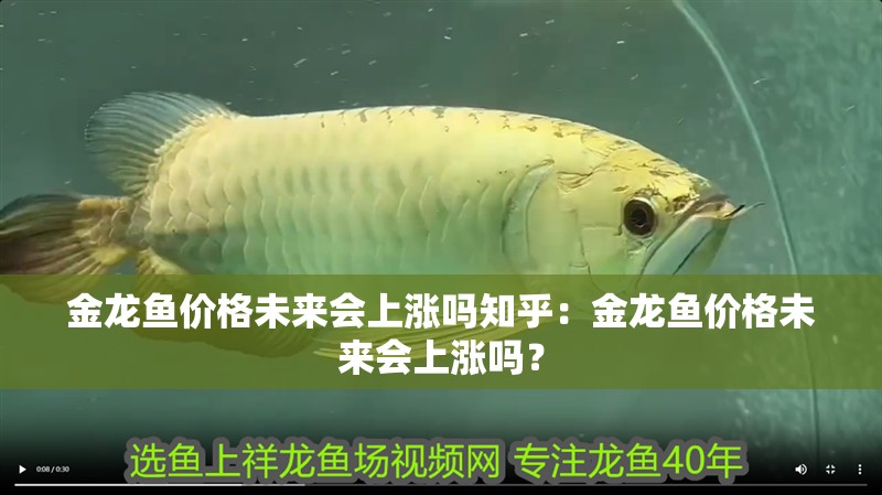 金龍魚價格未來會上漲嗎知乎：金龍魚價格未來會上漲嗎？ 金龍魚價格未來會上漲嗎知乎：金龍魚價格未來會上漲嗎？ 水族問答