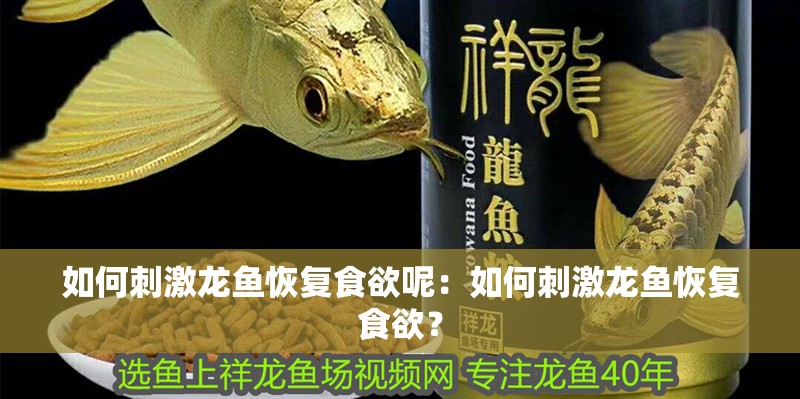 如何刺激龍魚恢復食欲呢：如何刺激龍魚恢復食欲？