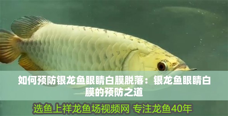 如何預防銀龍魚眼睛白膜脫落：銀龍魚眼睛白膜的預防之道