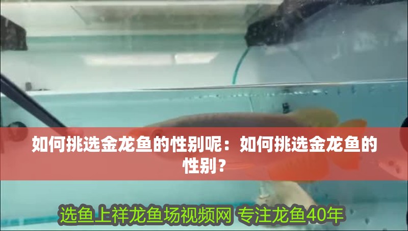 如何挑選金龍魚的性別呢：如何挑選金龍魚的性別？