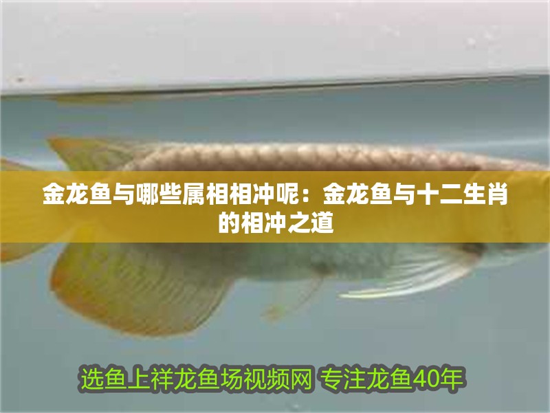 金龍魚與哪些屬相相沖呢：金龍魚與十二生肖的相沖之道