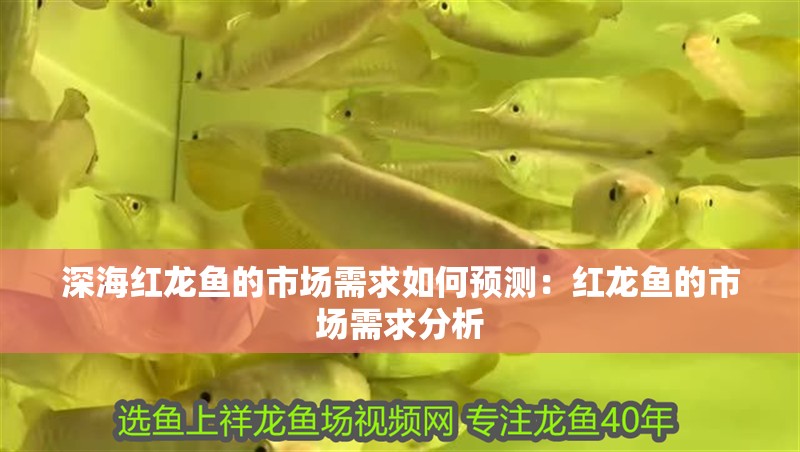 深海紅龍魚的市場需求如何預測：紅龍魚的市場需求分析