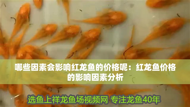 哪些因素會影響紅龍魚的價格呢：紅龍魚價格的影響因素分析