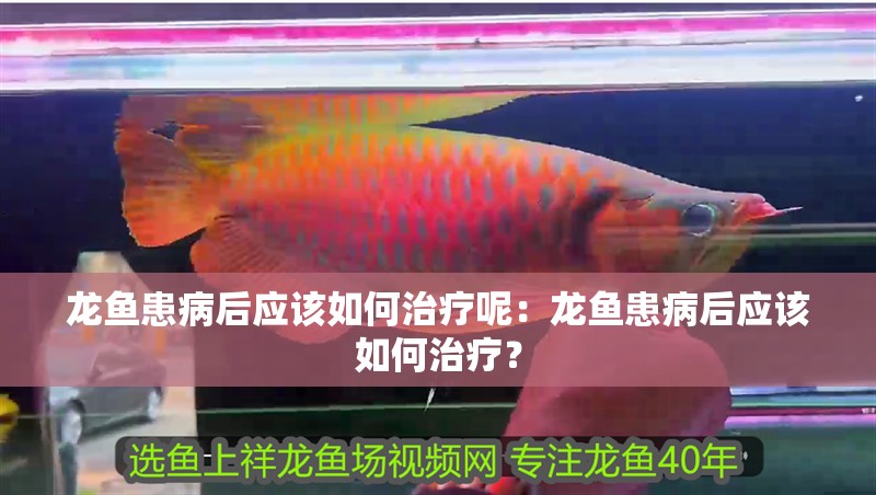 龍魚患病后應該如何治療呢：龍魚患病后應該如何治療？