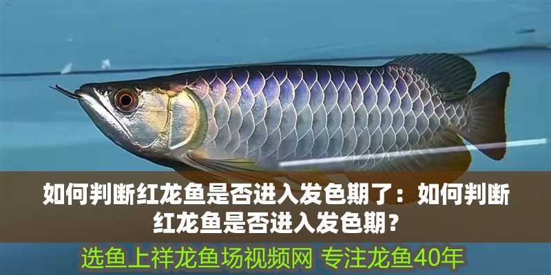 如何判斷紅龍魚是否進(jìn)入發(fā)色期了：如何判斷紅龍魚是否進(jìn)入發(fā)色期？