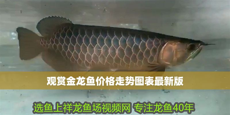 觀賞金龍魚價格走勢圖表最新版 龍魚百科 第1張 觀賞金龍魚價格走勢圖表最新版 觀賞金龍魚價格走勢圖表最新版 龍魚百科 第1張