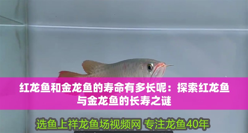 紅龍魚和金龍魚的壽命有多長呢：探索紅龍魚與金龍魚的長壽之謎