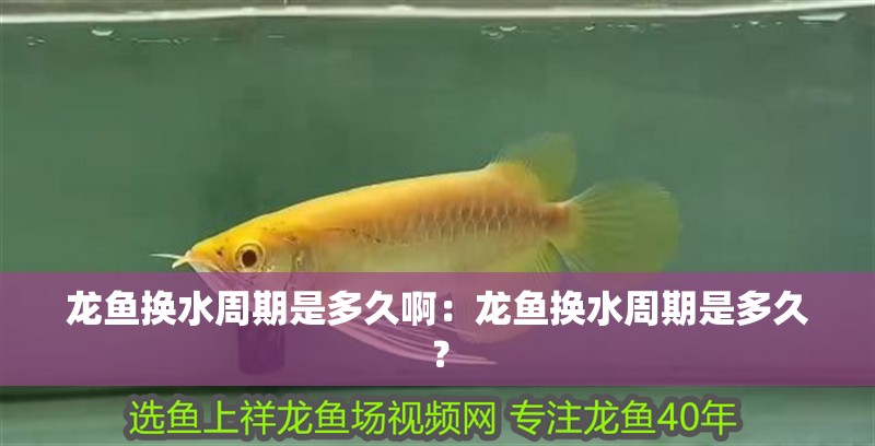 龍魚換水周期是多久啊：龍魚換水周期是多久？