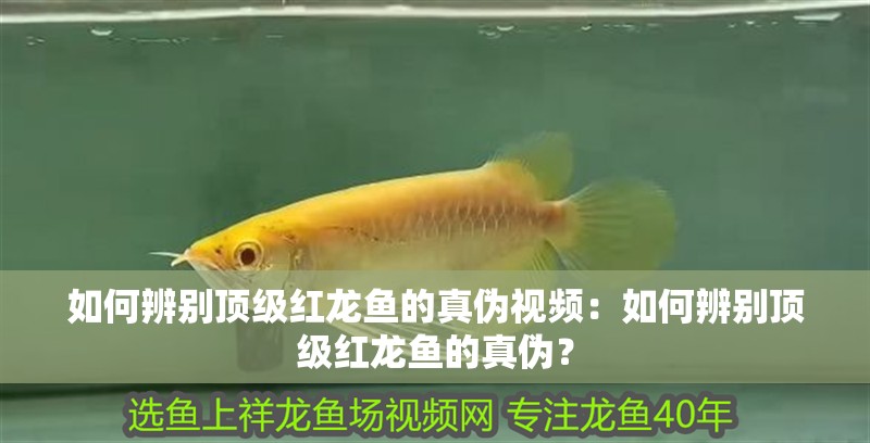 如何辨別頂級紅龍魚的真偽視頻：如何辨別頂級紅龍魚的真偽？