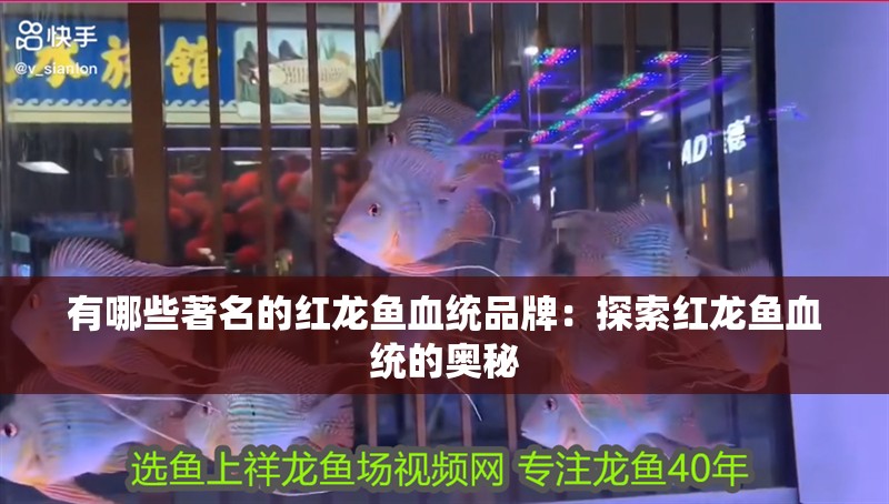 有哪些著名的紅龍魚血統(tǒng)品牌：探索紅龍魚血統(tǒng)的奧秘