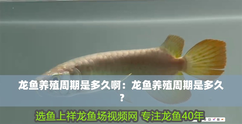 龍魚養殖周期是多久啊：龍魚養殖周期是多久？