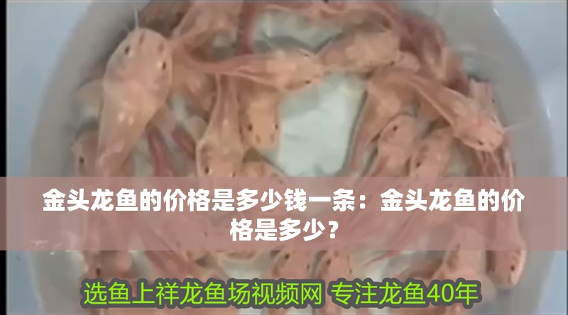 金頭龍魚的價格是多少錢一條：金頭龍魚的價格是多少？