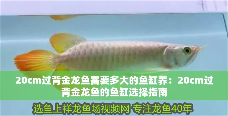 20cm過背金龍魚需要多大的魚缸養：20cm過背金龍魚的魚缸選擇指南