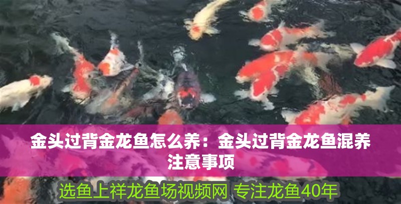 金頭過背金龍魚怎么養：金頭過背金龍魚混養注意事項