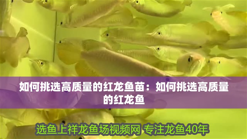 如何挑選高質(zhì)量的紅龍魚苗：如何挑選高質(zhì)量的紅龍魚