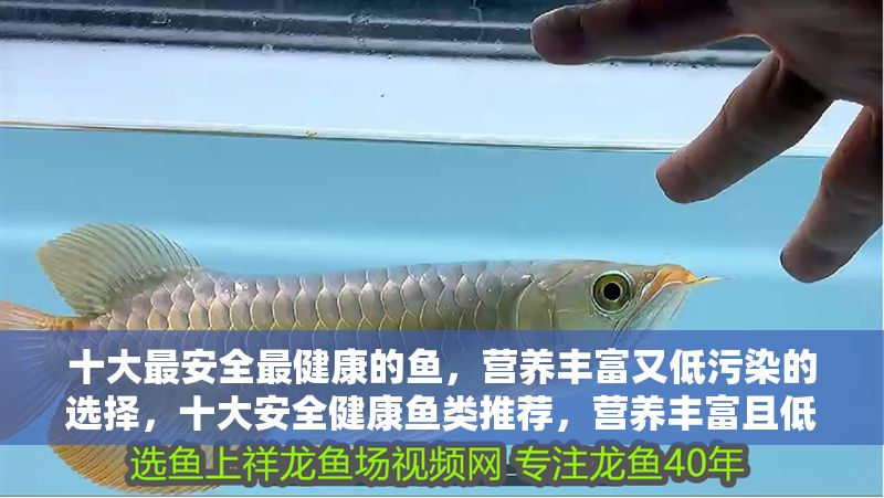 十大最安全最健康的魚，營養(yǎng)豐富又低污染的選擇，十大安全健康魚類推薦，營養(yǎng)豐富且低污染的優(yōu)質選擇