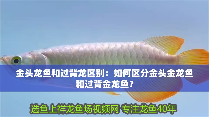 金頭龍魚和過背龍區別：如何區分金頭金龍魚和過背金龍魚？