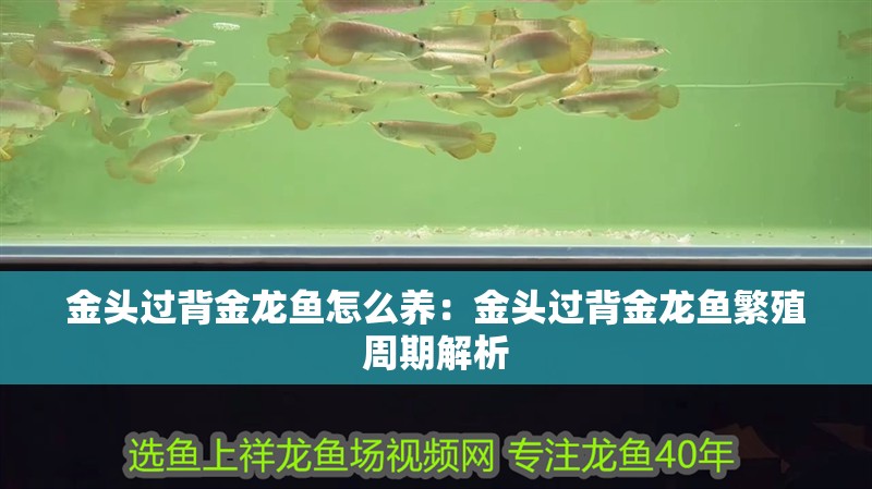 金頭過背金龍魚怎么養：金頭過背金龍魚繁殖周期解析