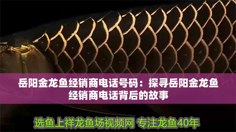 岳陽金龍魚經銷商電話號碼：探尋岳陽金龍魚經銷商電話背后的故事