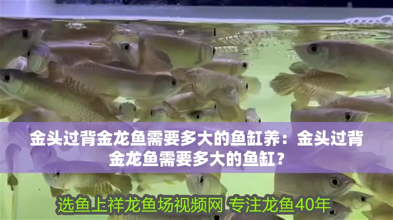 金頭過背金龍魚需要多大的魚缸養(yǎng)：金頭過背金龍魚需要多大的魚缸？