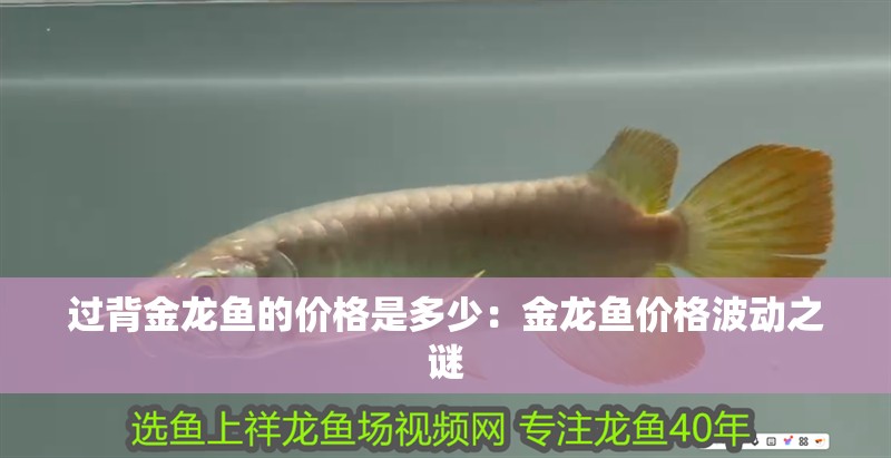 過背金龍魚的價格是多少：金龍魚價格波動之謎