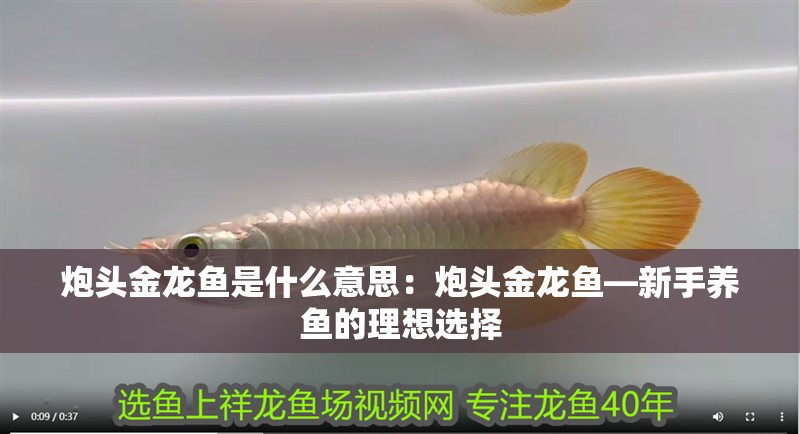 炮頭金龍魚是什么意思：炮頭金龍魚—新手養魚的理想選擇