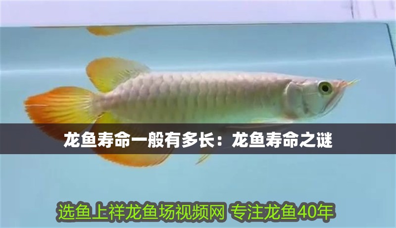 龍魚壽命一般有多長：龍魚壽命之謎