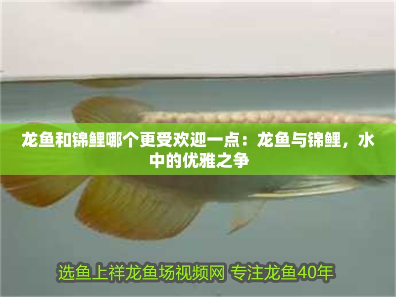 龍魚和錦鯉哪個更受歡迎一點：龍魚與錦鯉，水中的優雅之爭