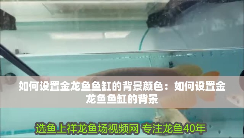 如何設置金龍魚魚缸的背景顏色：如何設置金龍魚魚缸的背景