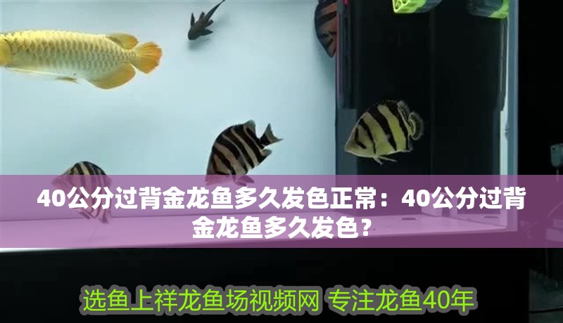 40公分過背金龍魚多久發(fā)色正常：40公分過背金龍魚多久發(fā)色？