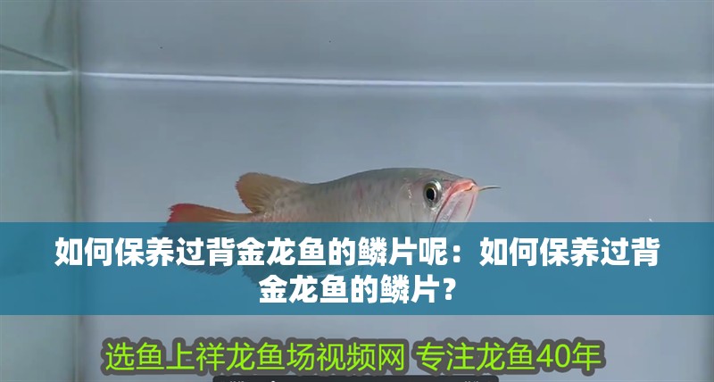 如何保養過背金龍魚的鱗片呢：如何保養過背金龍魚的鱗片？