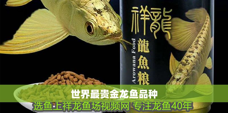 世界最貴金龍魚品種