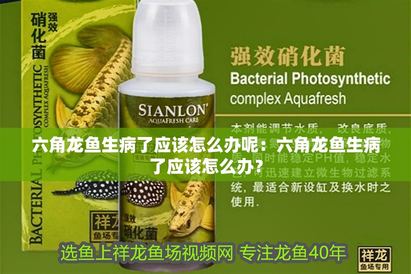 六角龍魚生病了應(yīng)該怎么辦呢：六角龍魚生病了應(yīng)該怎么辦？