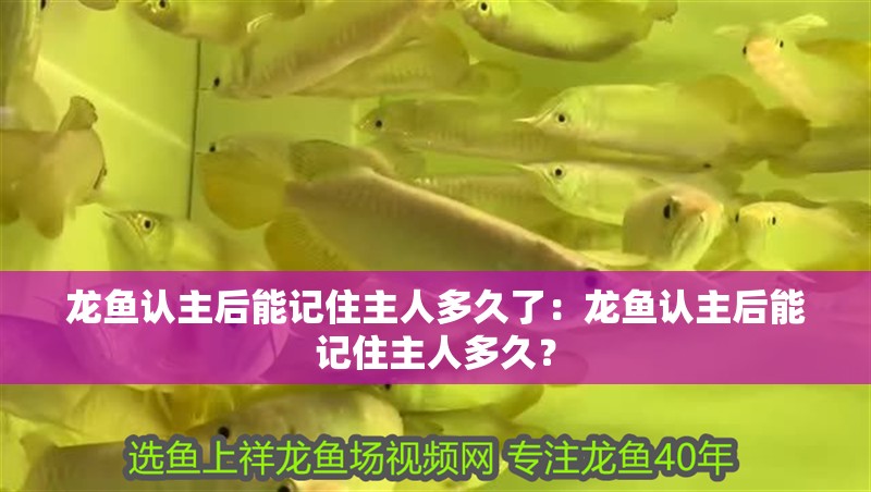 龍魚認主后能記住主人多久了：龍魚認主后能記住主人多久？