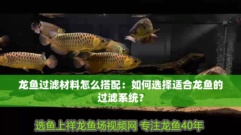 龍魚過濾材料怎么搭配：如何選擇適合龍魚的過濾系統？