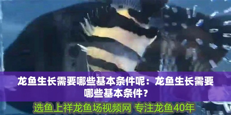 龍魚生長需要哪些基本條件呢：龍魚生長需要哪些基本條件？