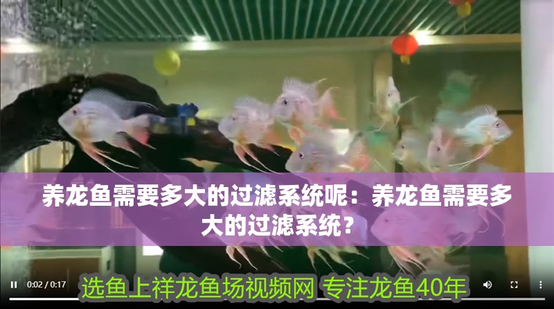 養龍魚需要多大的過濾系統呢：養龍魚需要多大的過濾系統？