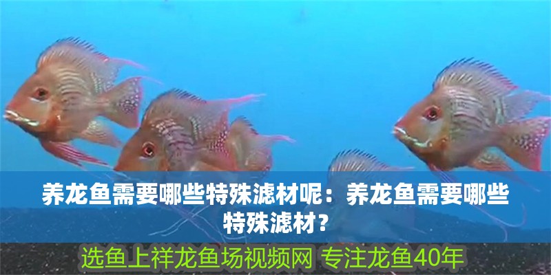 養(yǎng)龍魚需要哪些特殊濾材呢：養(yǎng)龍魚需要哪些特殊濾材？