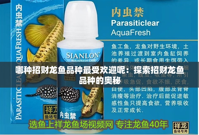 哪種招財(cái)龍魚品種最受歡迎呢：探索招財(cái)龍魚品種的奧秘 哪種招財(cái)龍魚品種最受歡迎呢：探索招財(cái)龍魚品種的奧秘 水族問答