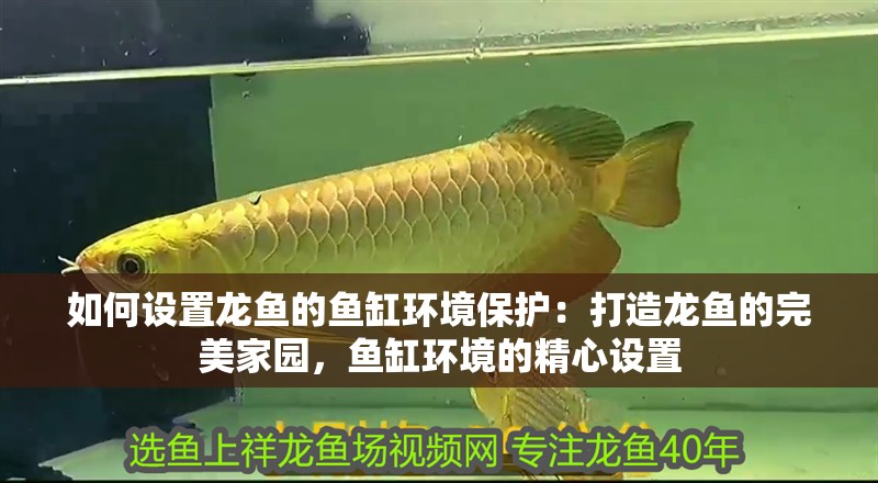 如何設(shè)置龍魚的魚缸環(huán)境保護(hù)：打造龍魚的完美家園，魚缸環(huán)境的精心設(shè)置